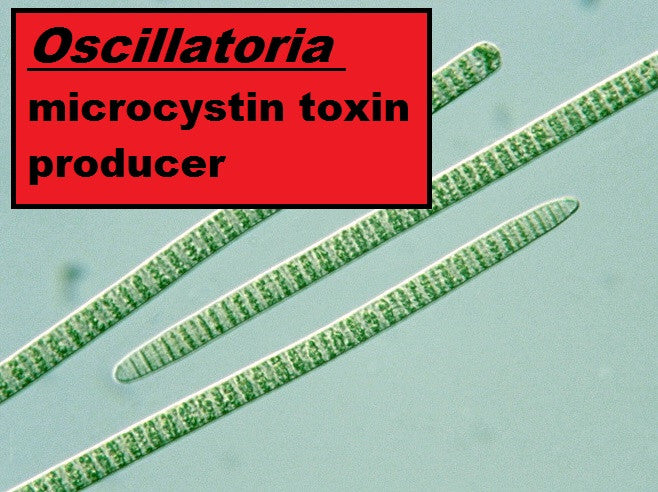 When is it safe to eat algae?    Article #1- Is that Spirulina?
