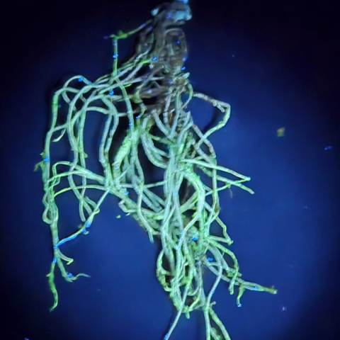 Student Spotlight: Rowan Suit Investigates Microplastics in Food