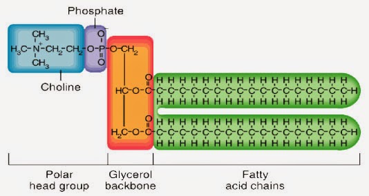 Student Experiment:   P-Limitation for lipid accumulation (Is this a good experiment to perform?)