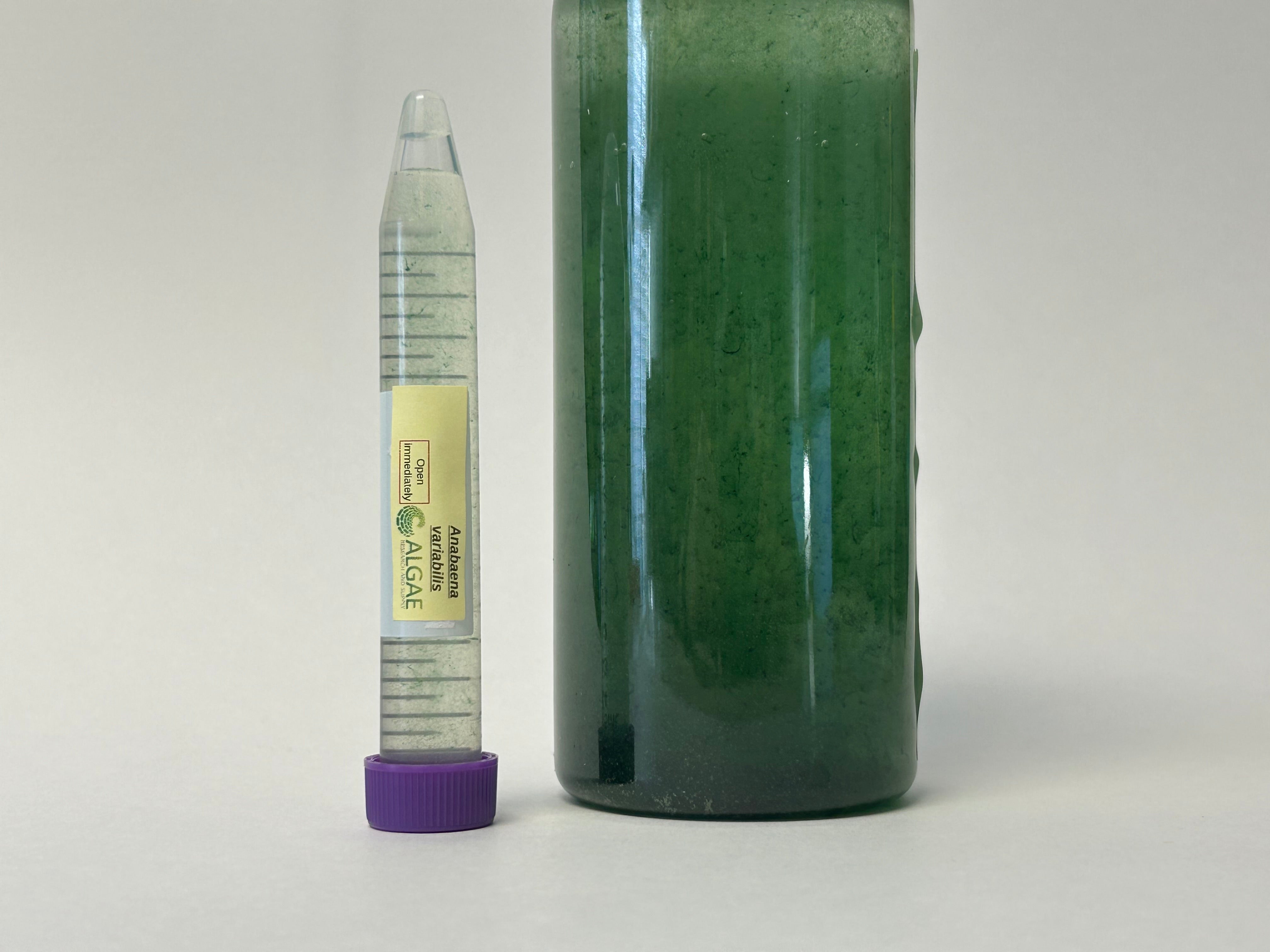 Algae Research Supply: Algae Culture Anabaena variabilis