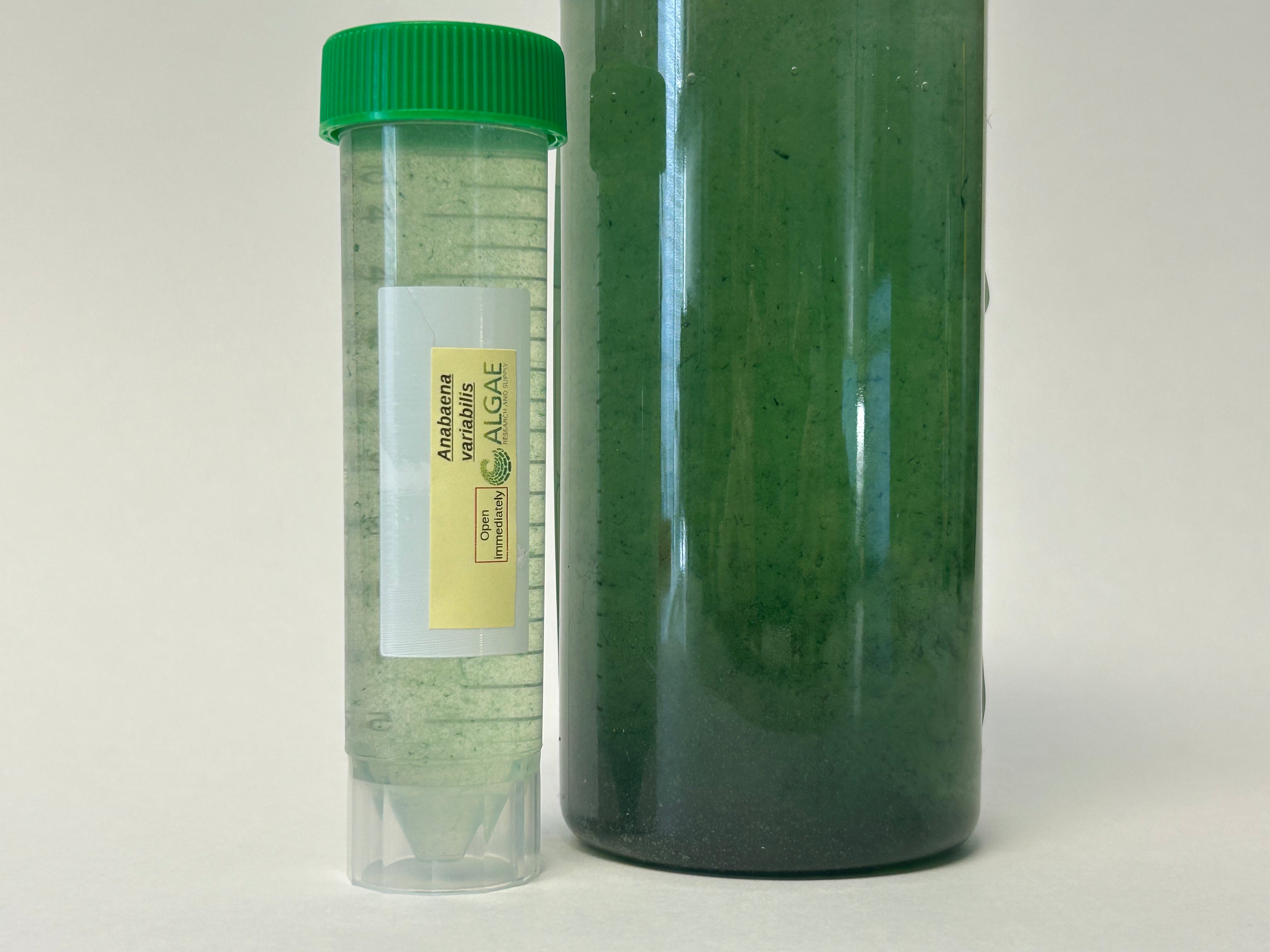 Algae Research Supply: Algae Culture Anabaena variabilis