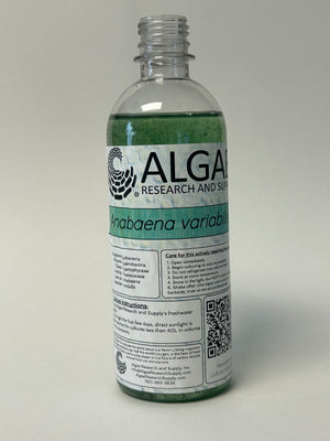 Algae Research Supply: Algae Culture Anabaena variabilis