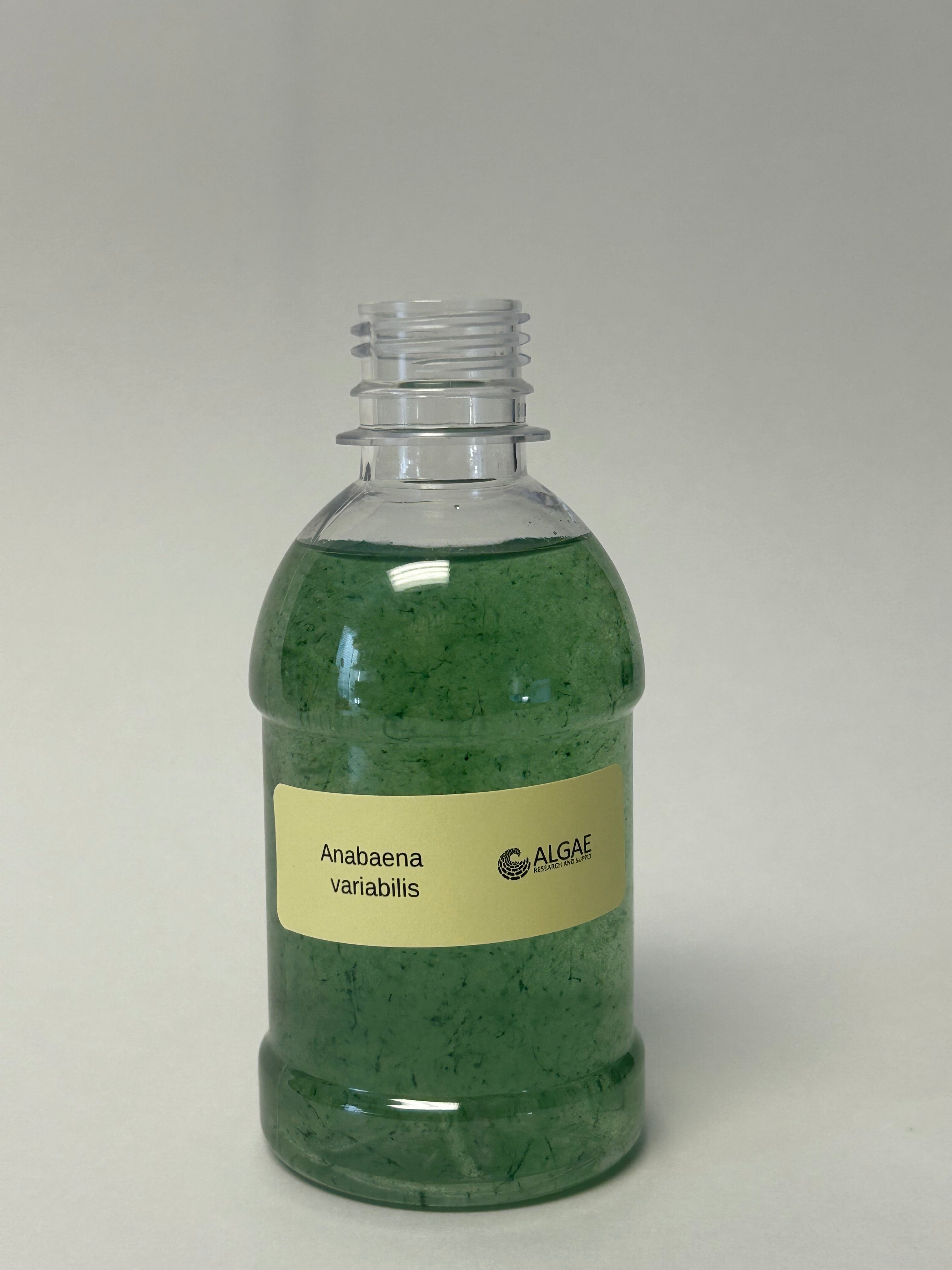 Algae Research Supply: Algae Culture Anabaena variabilis