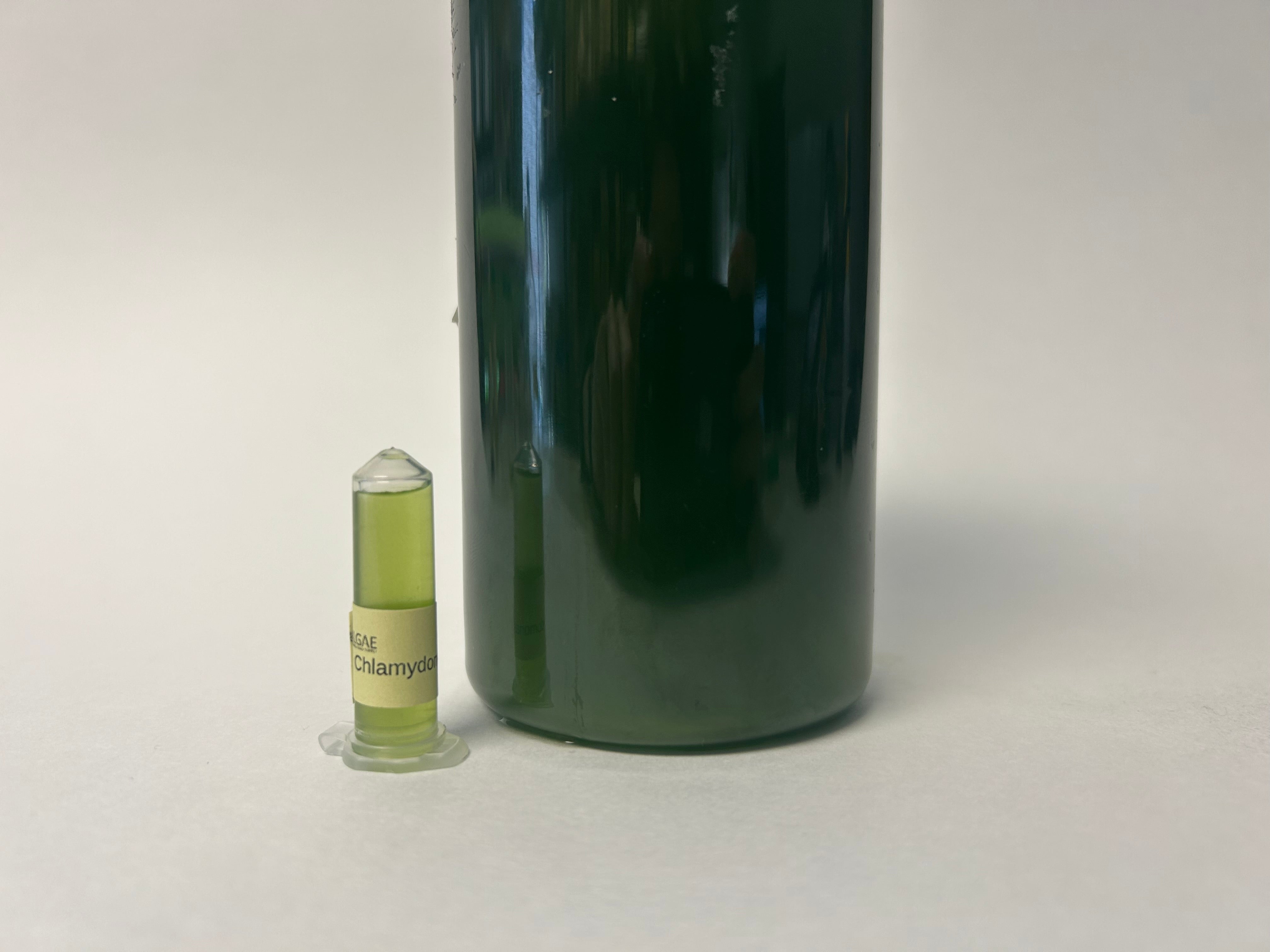 Algae Research Supply: Algae Culture Chlamydomonas sp. (ARS' San Diego Isolate)