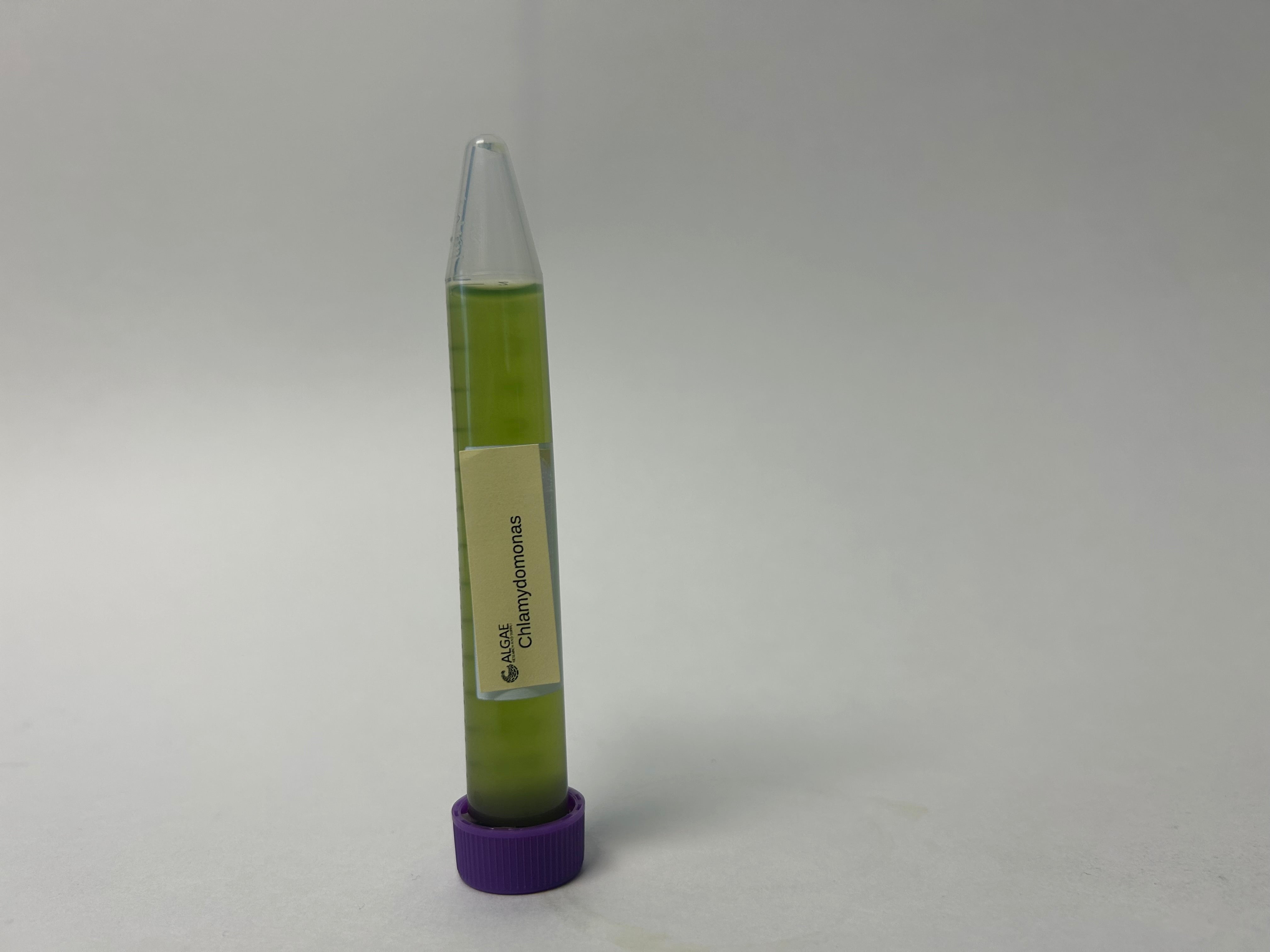 Algae Research Supply: Algae Culture Chlamydomonas sp. (ARS' San Diego Isolate)