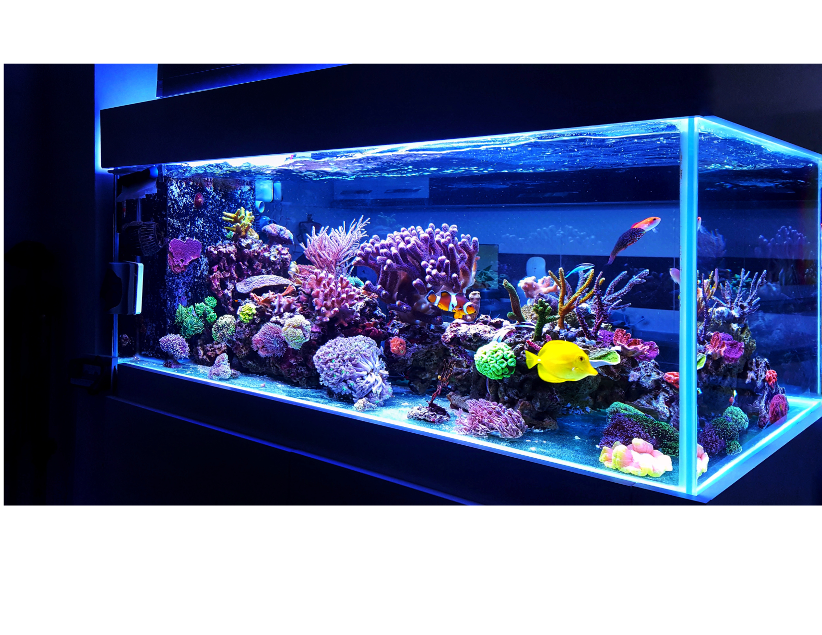 Reef Aquarium