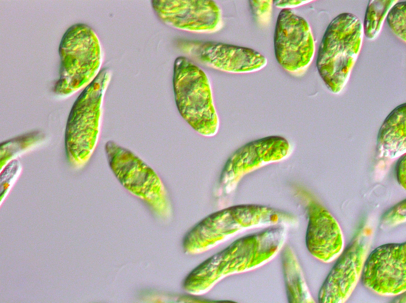 Euglena