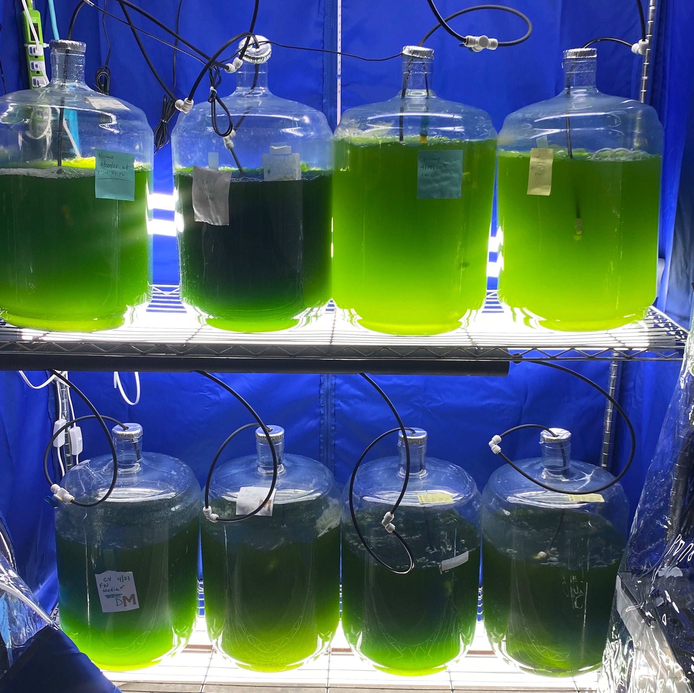 Algae Production