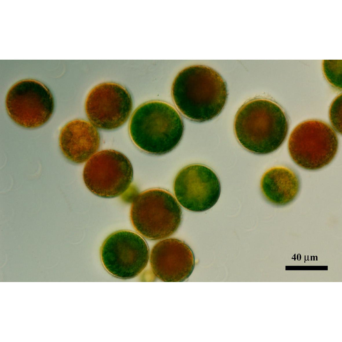 Algae Research Supply: Algae Culture Haematococcus pluvialis