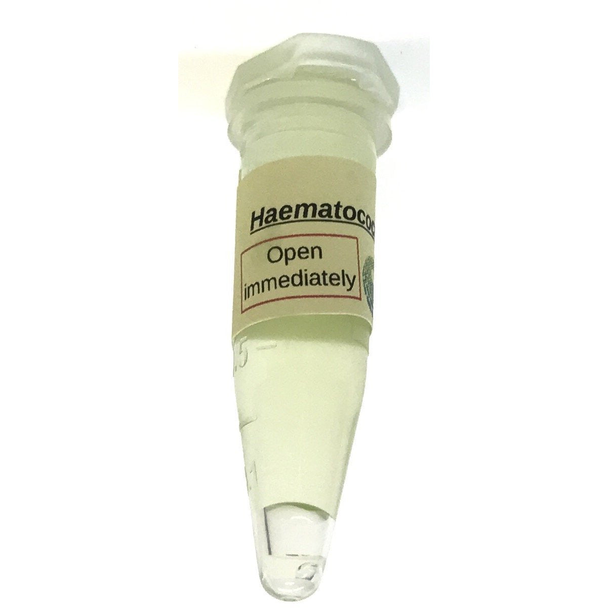 Culture of the astaxanthin producing haematococcus.