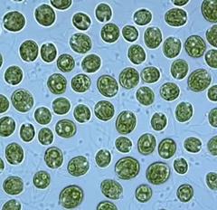 Algae Research Supply: Algae Culture Chlamydomonas sp. (ARS' San Diego Isolate)