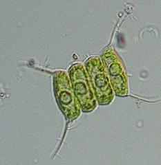 Algae Research Supply: Algae Culture Scenedesmus sp.