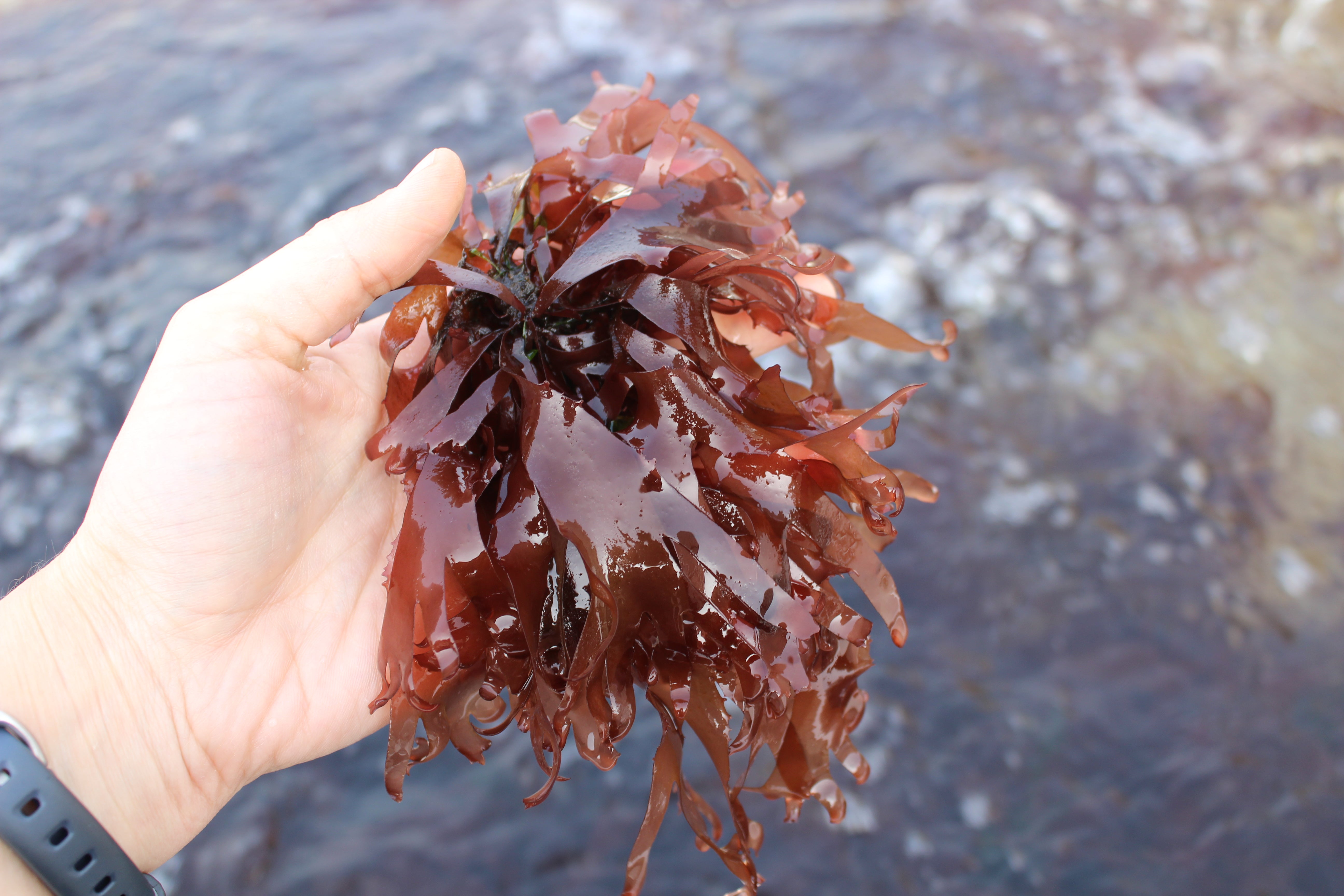 Interview with Dr Aquilino’s and the Bodega Marine Lab’s efforts to save white abalone.  By Cannon Purdy