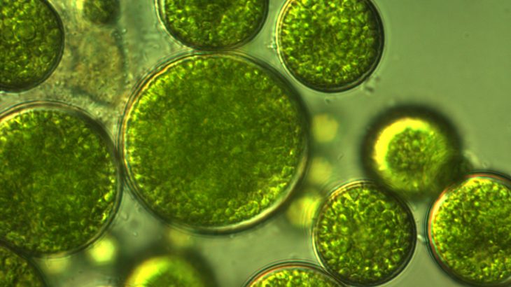 Sustainable T Shirts Made from Wood and Algae