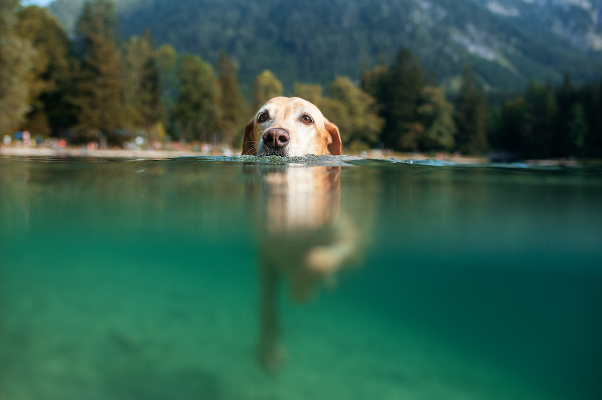Dogs and Harmful Algae Blooms