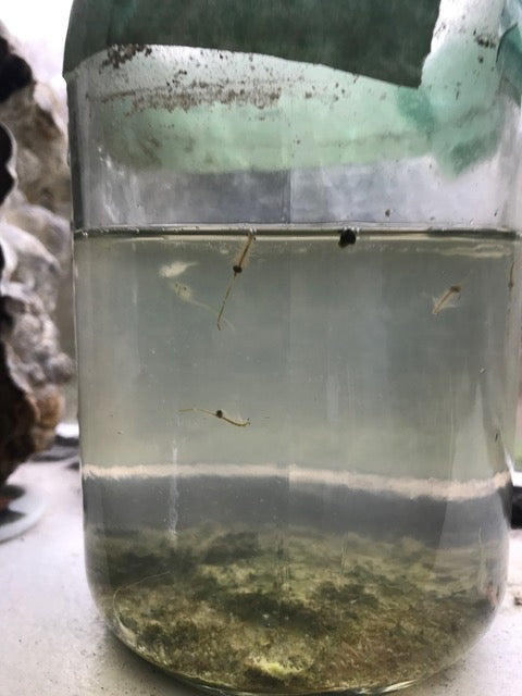Oldest Brainy Briny Culture (2019)