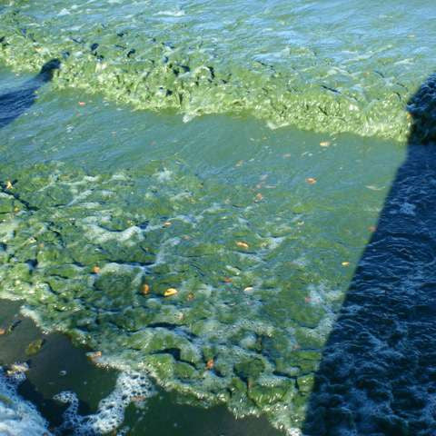 Are you curious about algae blooms?  Here is a project you can do to test your local waters.