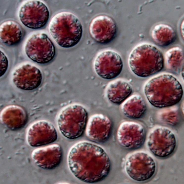 Conchocelis From Microscope to Moisturizer: Porphyridium in the Classroom and to H ...