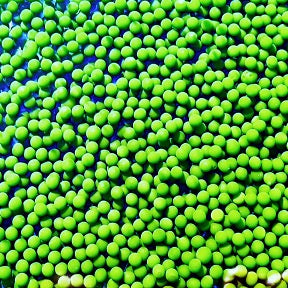 Algae Beads