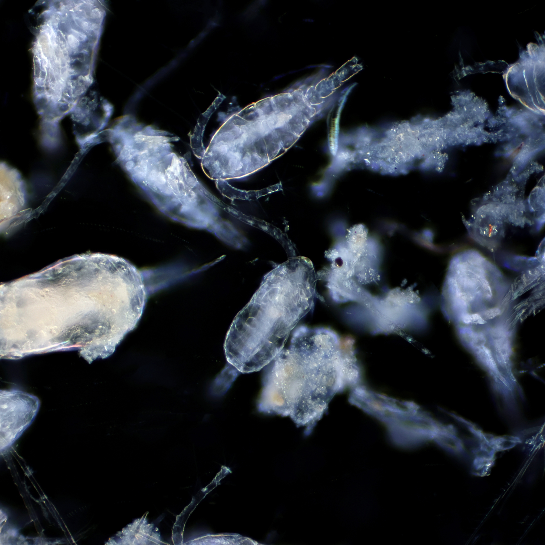 Zooplankton