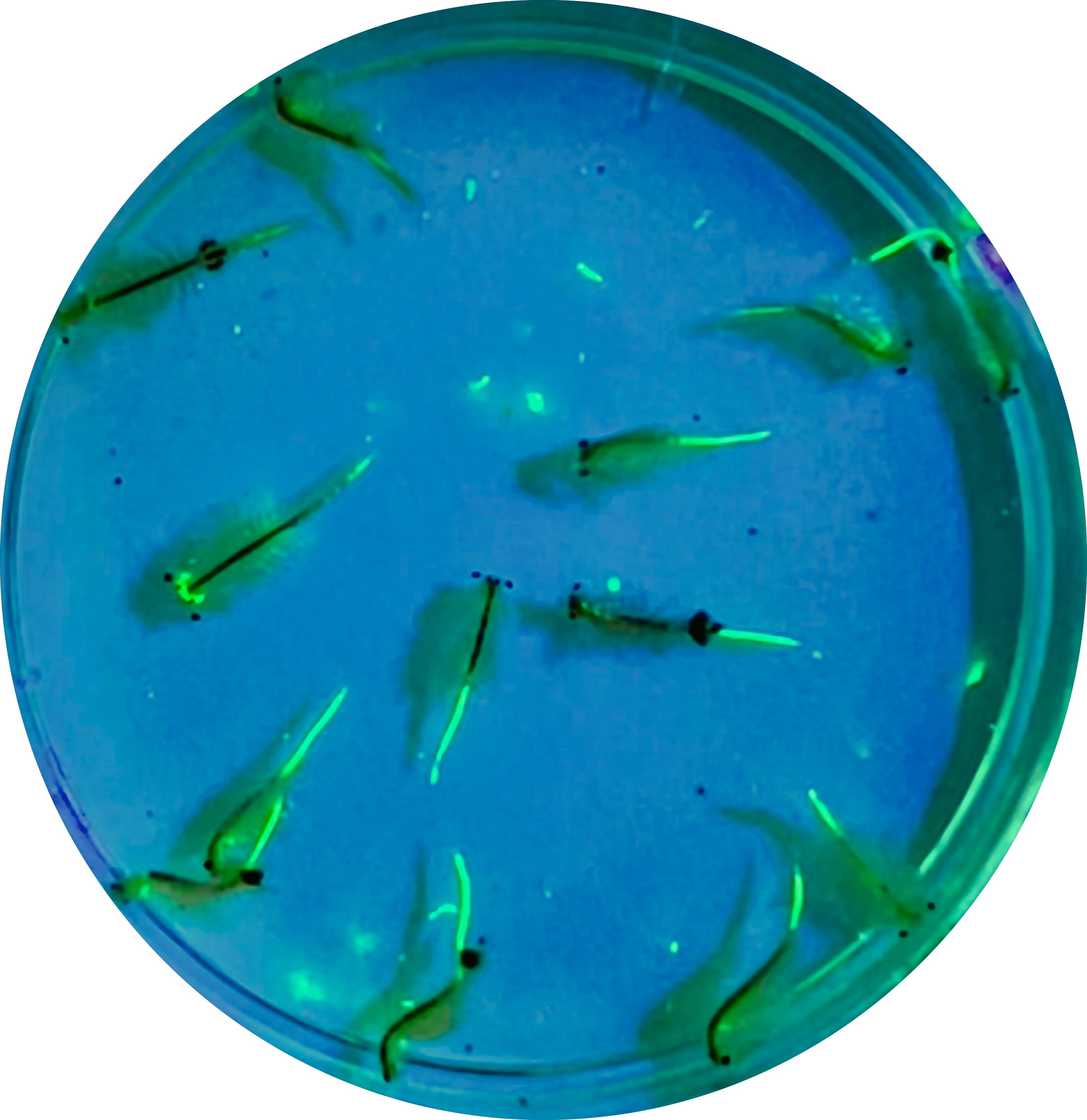 Brainy Briny Fake Fluorescent Food:  Microplastic zooplankton bioaccumulation using brine shrimp