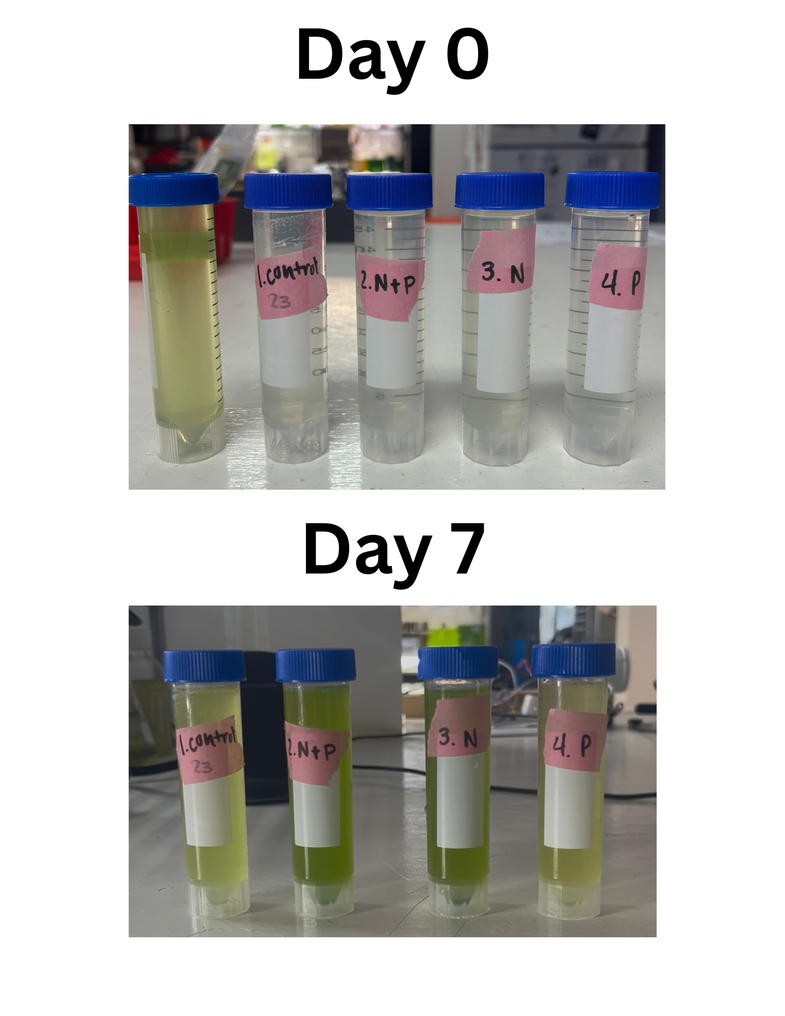 Eutrophication Lab Teaching Kit:  AP Environmental Science LAB 15: AN INVESTIGATION OF Eutrophication