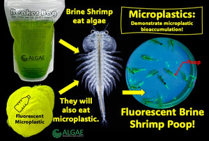 Brainy Briny Fake Fluorescent Food:  Microplastic zooplankton bioaccumulation using brine shrimp