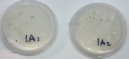 Bioprospecting Freshwater Algae Microbiology Kit