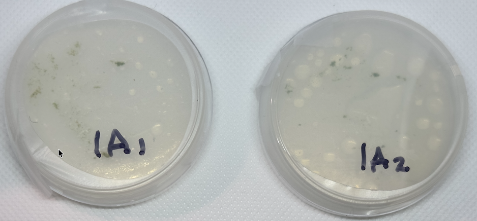 Bioprospecting Freshwater Algae Microbiology Kit