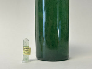 Algae Research Supply: Algae Culture Anabaena variabilis
