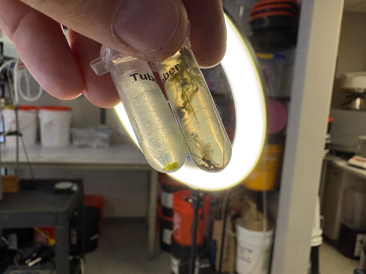 Algae as Microbiology TEST v0.2