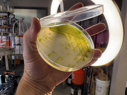 Algae as Microbiology TEST v0.2