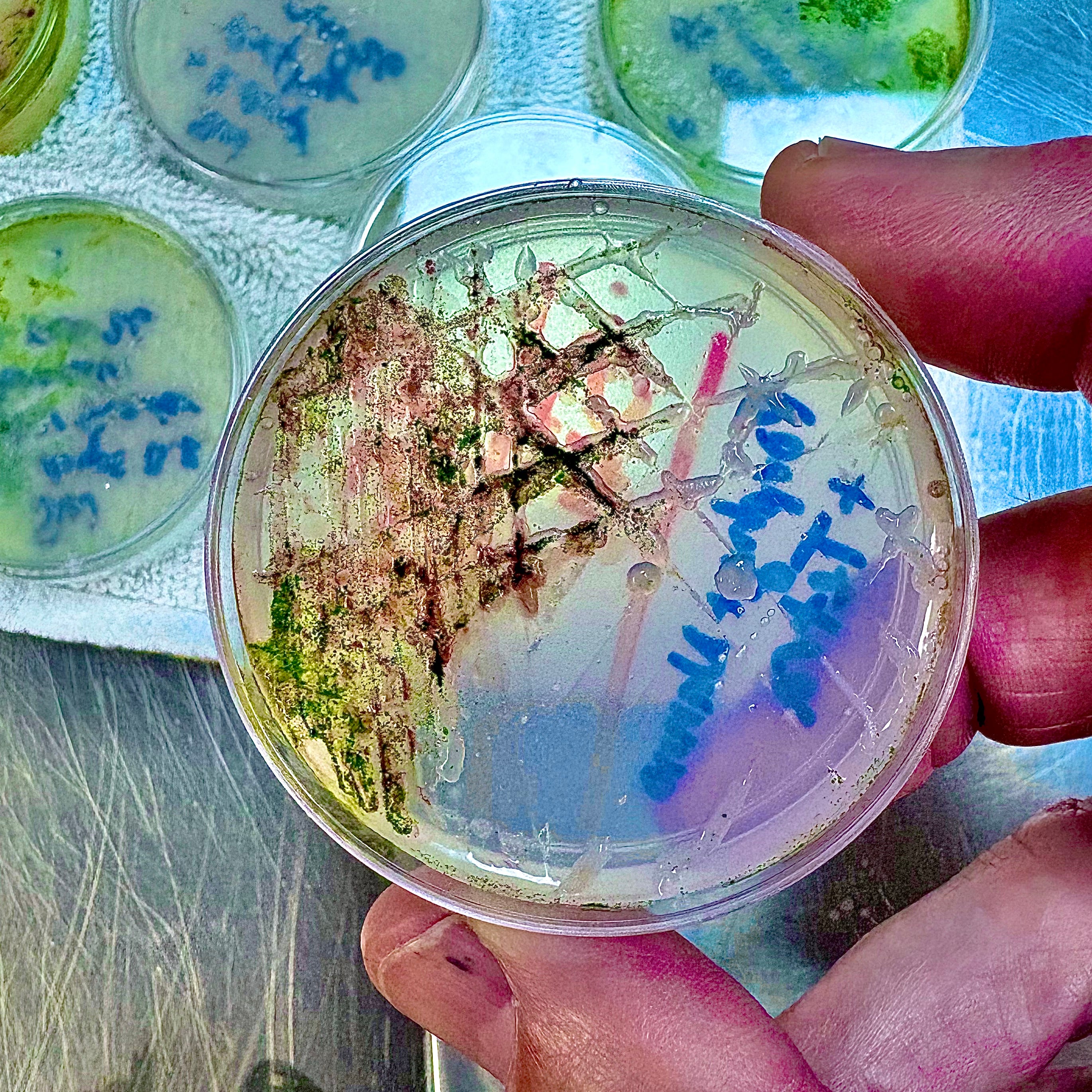 Mixed Marine Microbiology Isolation Kit