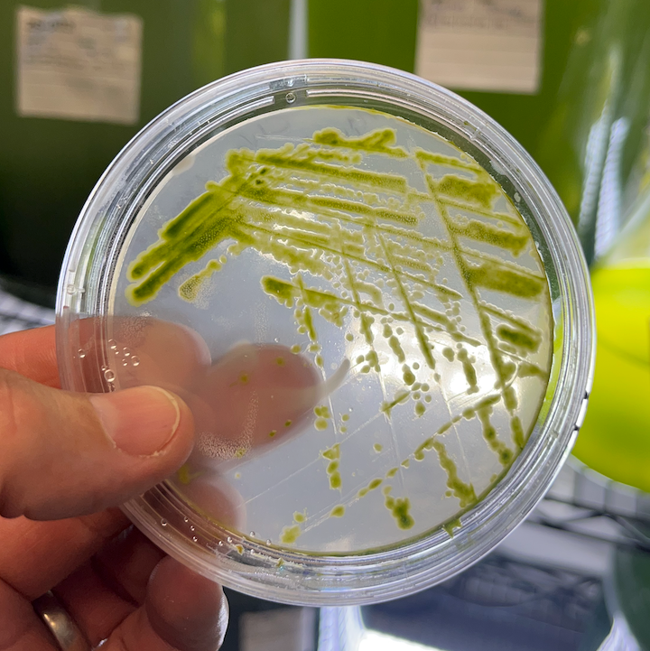 Teaching Microbiology with Microalgae: Discover Your Own New Species Kit