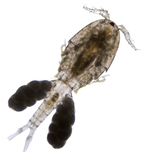 Live Zooplankton:  Tisbe biminiensis,  Copepod Culture with Phytoplankton