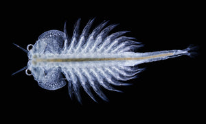 Live Zooplankton:  Brine Shrimp, Artemia culture with nannochloropsis