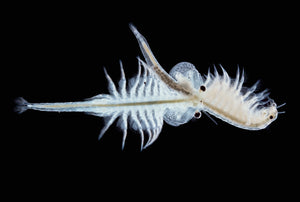 Live Zooplankton:  Brine Shrimp, Artemia culture with nannochloropsis