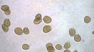 Amphidinium sp.