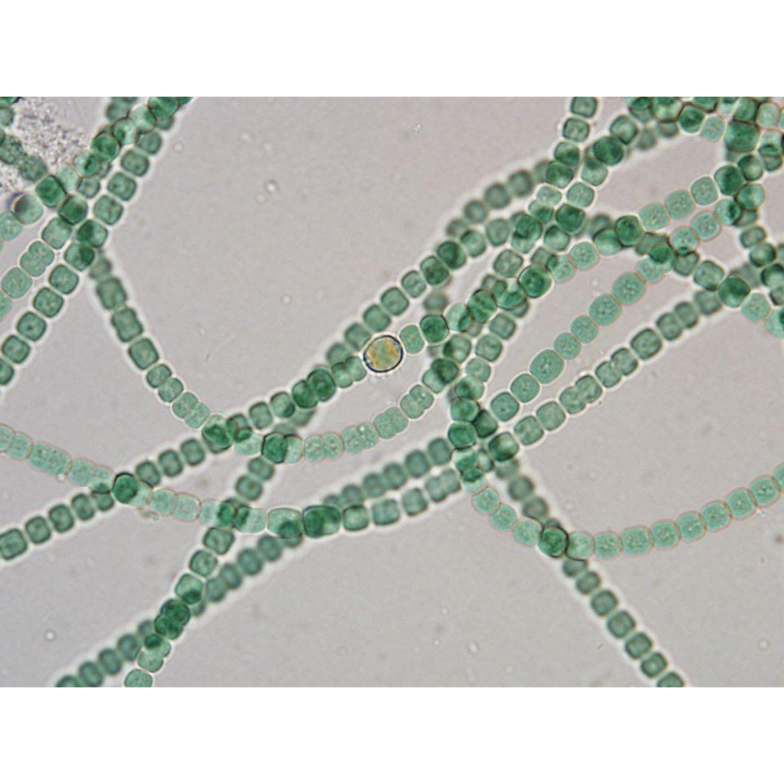 Algae Research Supply: Algae Culture Kit for Anabaena variabilis