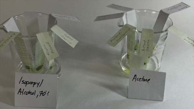 Load video: A short video on how we make algae beads, how to use them to teach photosynthesis and respiration, and how to buy them.