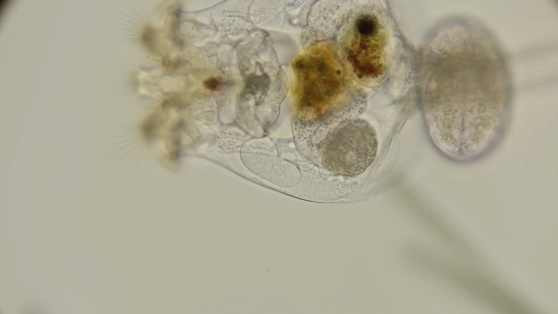 Live Zooplankton:  Rotifers,  Brachionus culture with phytoplankton