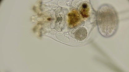 Live Zooplankton:  Rotifers,  Brachionus culture with phytoplankton