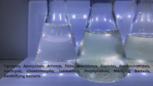 Multi-Trophic Marine Maintenance