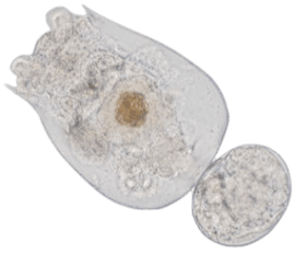 Live Zooplankton:  Rotifers,  Brachionus culture with phytoplankton