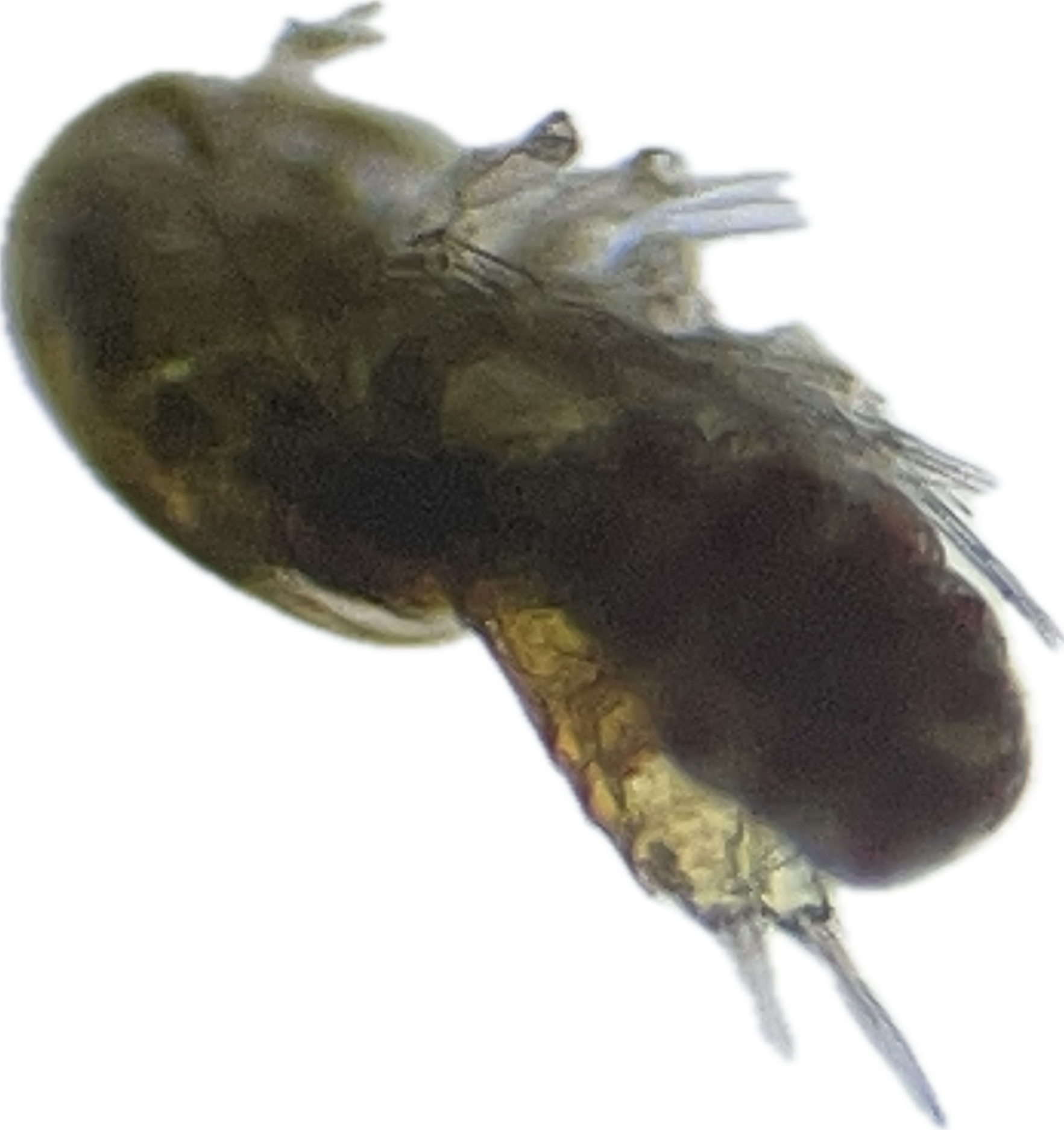Live Zooplankton:  Tigriopus californicus,  Copepod Culture with Phytoplankton