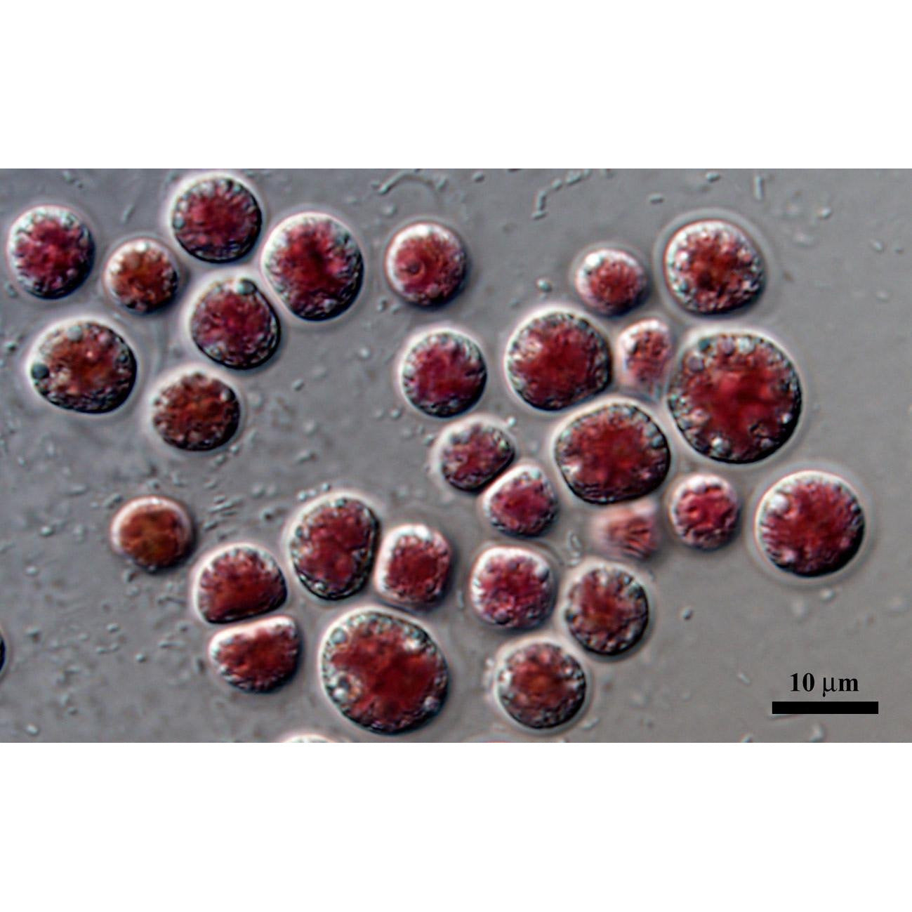 Porphyridium cruentum is a great model species for experimentation and aquaculture