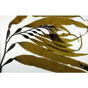 I will collect and ship Macrocystis (giant kelp) from Southern California.