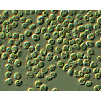 microscope image of Nannochloropsis a green algae