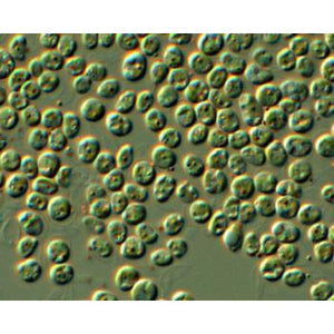 microscope image of Nannochloropsis a green algae