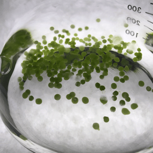 Algae Research Supply:  Algae Beads